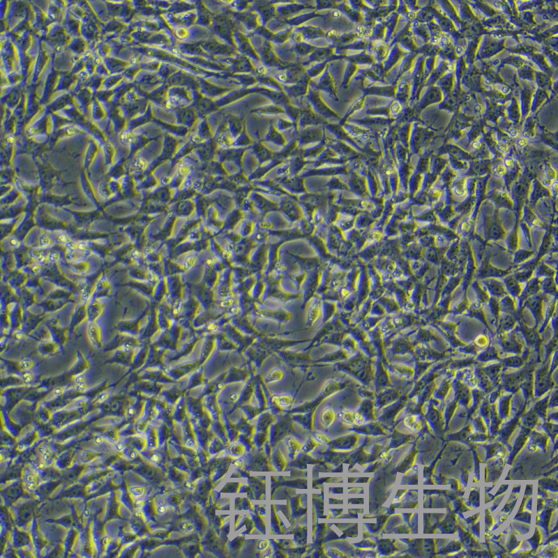 TM3（小鼠睾丸间质细胞）YB-72234MC