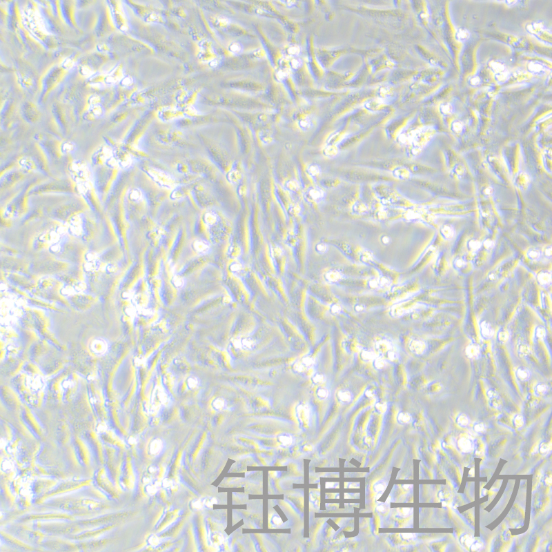 MC3T3-E1 Subclone 24（小鼠胚胎成骨细胞前体细胞）YB-72251MC