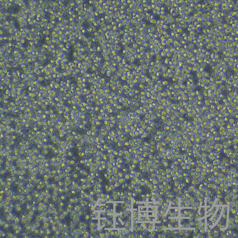 M-NFS-60 [NFS-60]（小鼠髓性白血病淋巴细胞/小鼠白血病G-CSF依赖性细胞）YB-72301MC