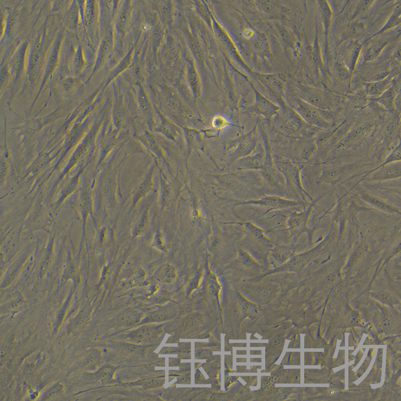 C3H/10T1/2, Clone 8（小鼠胚胎成纤维细胞）YB-72325MC