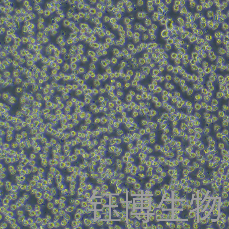 U-937（人组织细胞淋巴瘤细胞）YB-71239HC