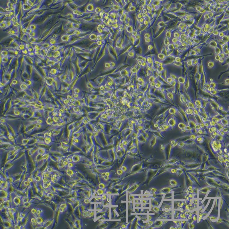 LA795（小鼠肺腺癌细胞）YB-72376MC