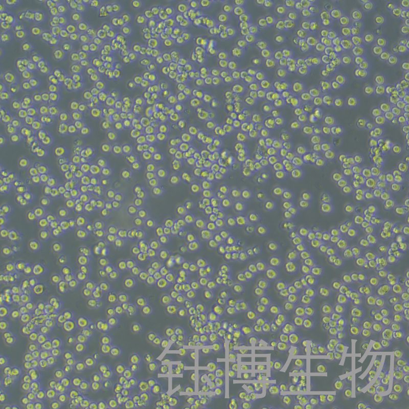 MPC-11（小鼠浆细胞瘤）YB-72386MC