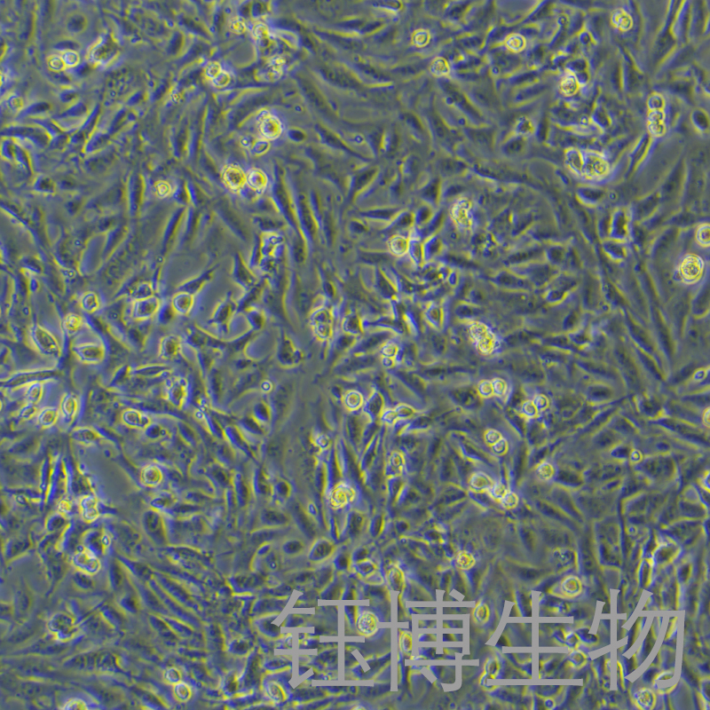 SV40 MES 13（小鼠肾小球系膜细胞）YB-72470MC