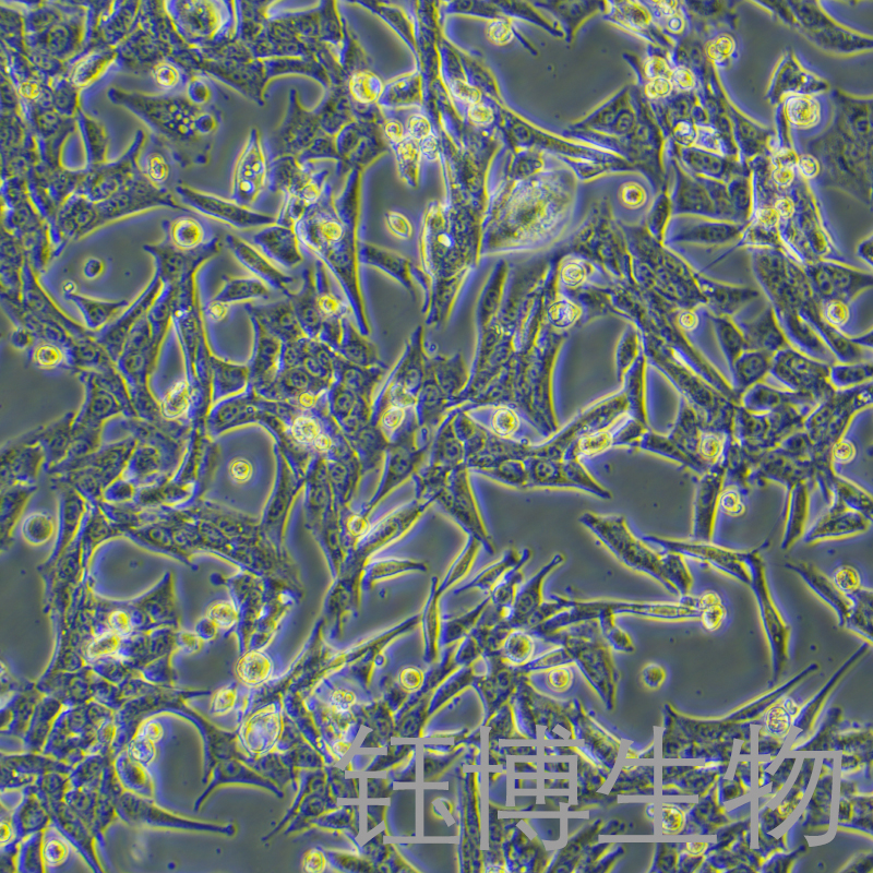 MPC-83（小鼠胰腺腺泡细胞）YB-72518MC