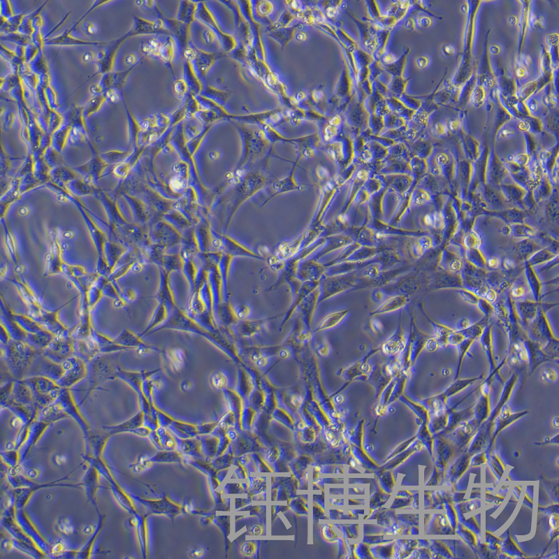 HT22（小鼠海马神经元细胞）YB-72595MC