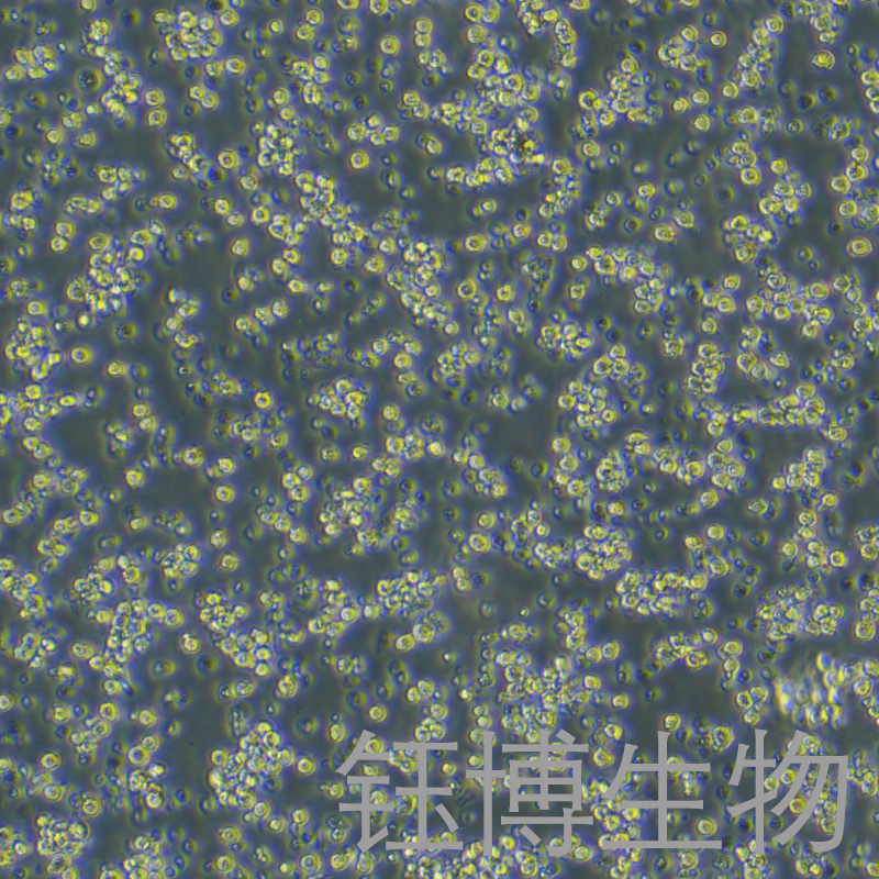 MH-S（小鼠肺泡巨噬细胞）YB-72597MC