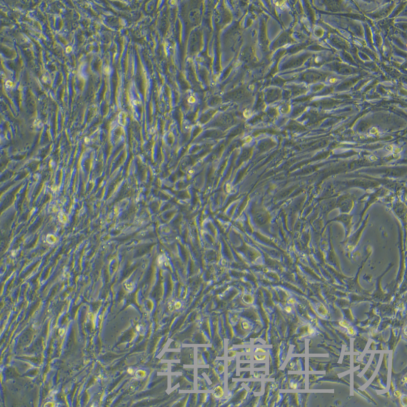 bEnd.3 [BEND3]（小鼠脑微血管内皮细胞）YB-72598MC