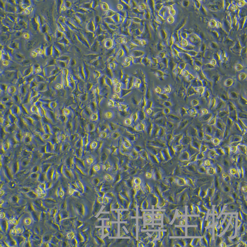 HC11（小鼠乳腺上皮细胞）YB-72616MC