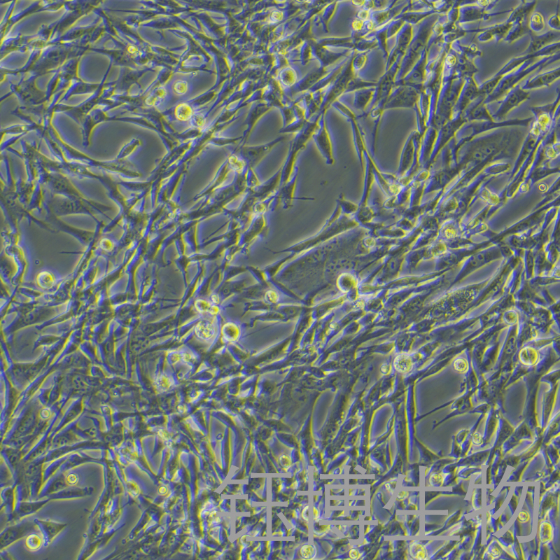 BHK-21 [C-13]（仓鼠肾成纤维细胞）YB-75034OC