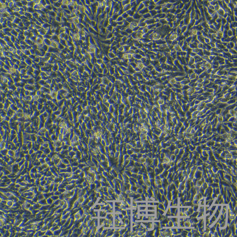 CHL（仓鼠肺细胞）YB-75060OC