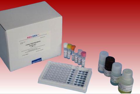 乙型肝炎病毒rcDNA探针法荧光定量PCR试剂盒 