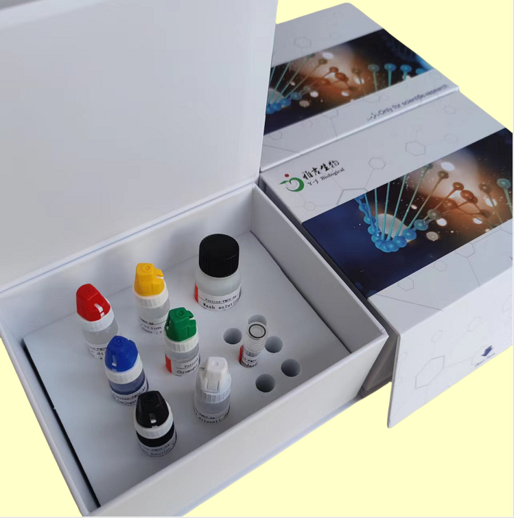 腺病毒F型探针法荧光定量PCR试剂盒