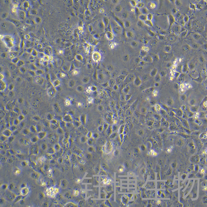 FRhK-4（恒河猴胚肾细胞）YB-75084OC