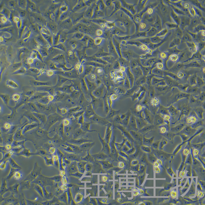 Vero（非洲绿猴肾细胞）YB-75242OC