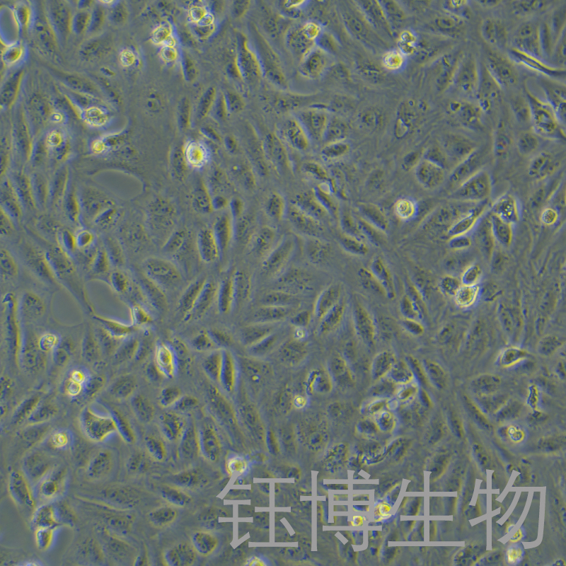 CV-1（非洲绿猴肾细胞）YB-75490OC