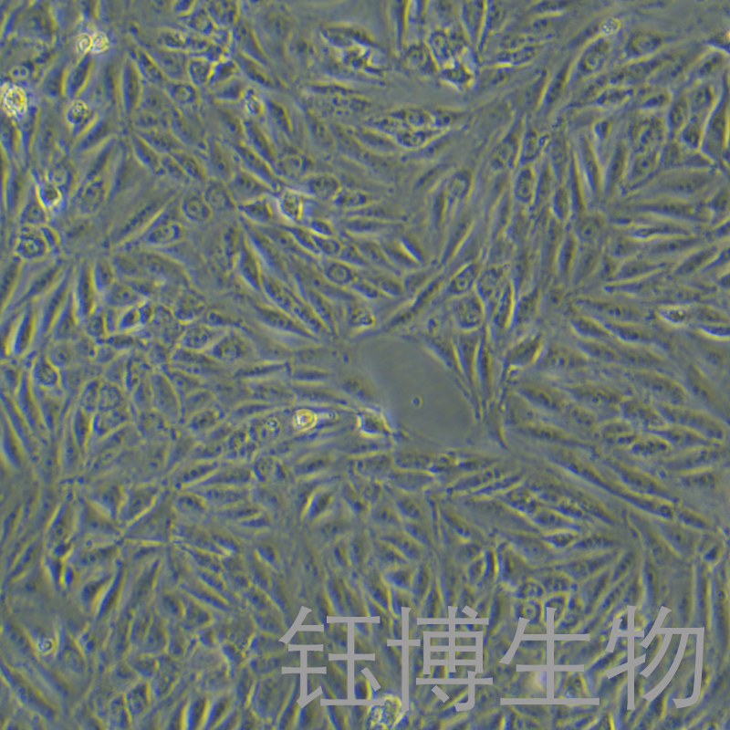 IBRS-2 [IB-RS-2]（猪肾细胞）YB-75123OC