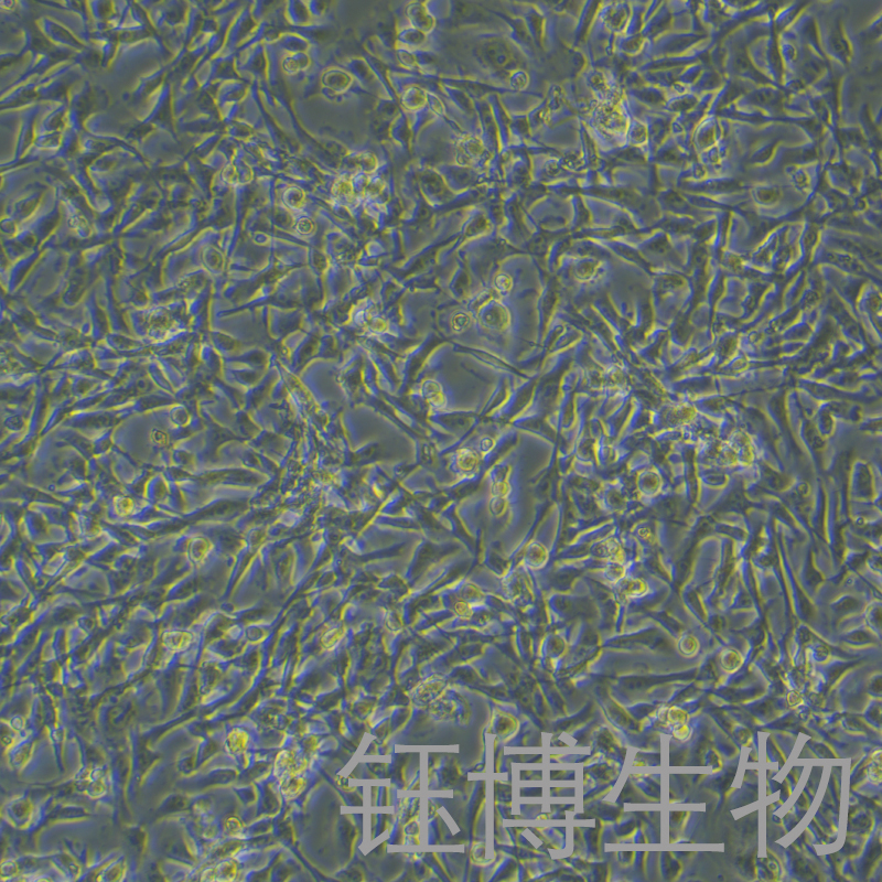 PIEC（猪髋动脉内皮细胞）YB-75186OC