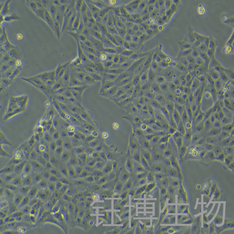 PK-15（猪肾细胞）YB-75187OC