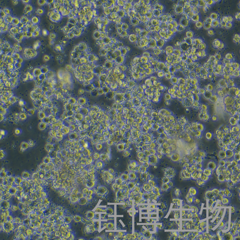 Sf9（昆虫卵巢细胞）YB-75205OC