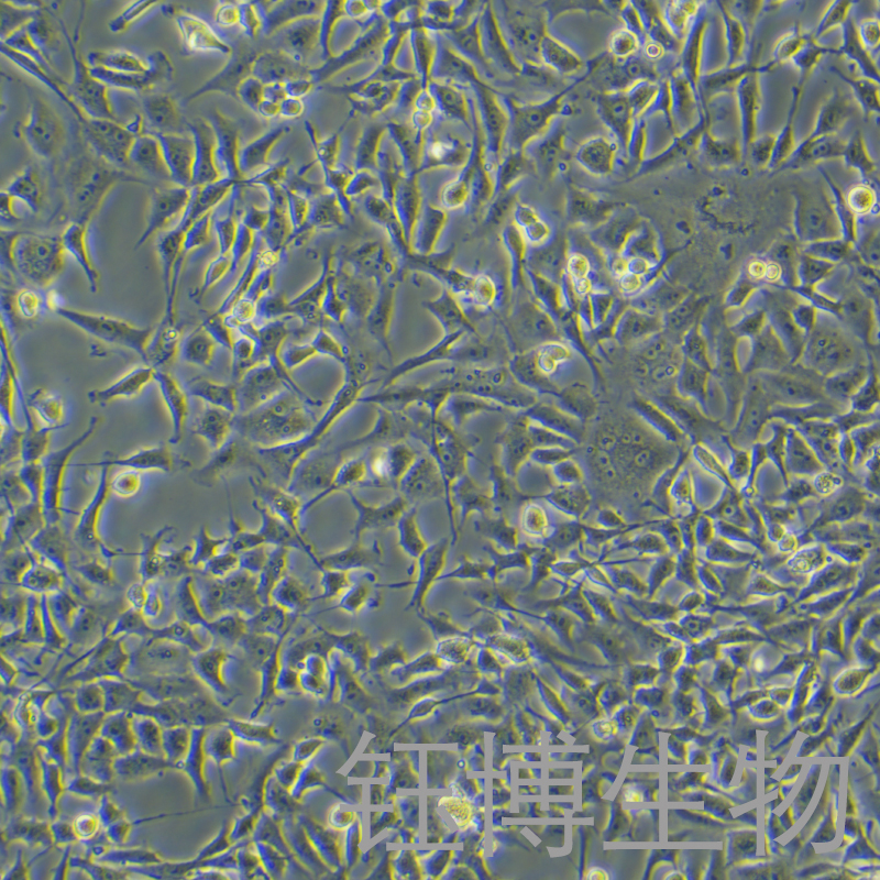 CRFK（猫肾细胞）YB-75070OC