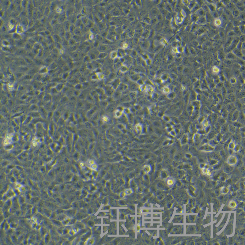 F81（猫肾细胞）YB-75081OC