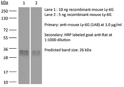 抗小鼠 Ly6G 抗体
