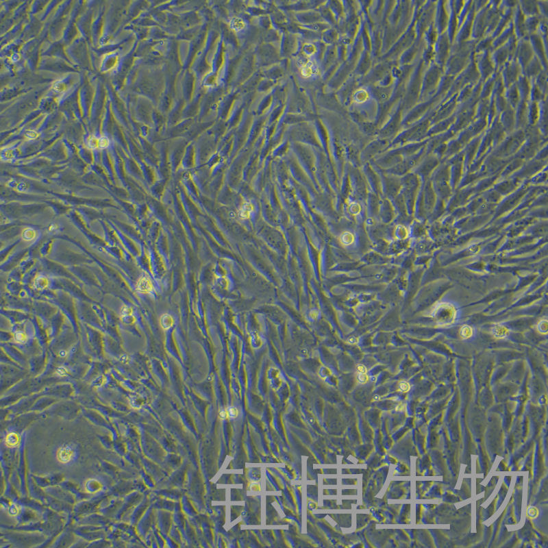 UMNSAH/DF-1（鸡胚成纤维细胞）YB-75279OC