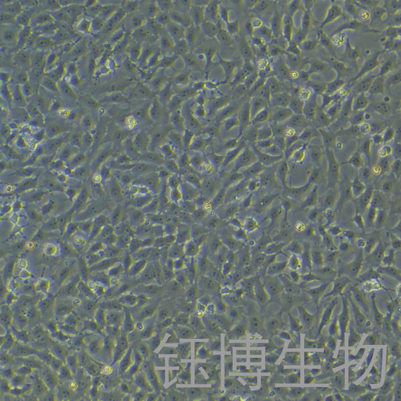 Mv.1.Lu [NBL-7; Mv1Lu]（貂肺上皮细胞）YB-75489OC