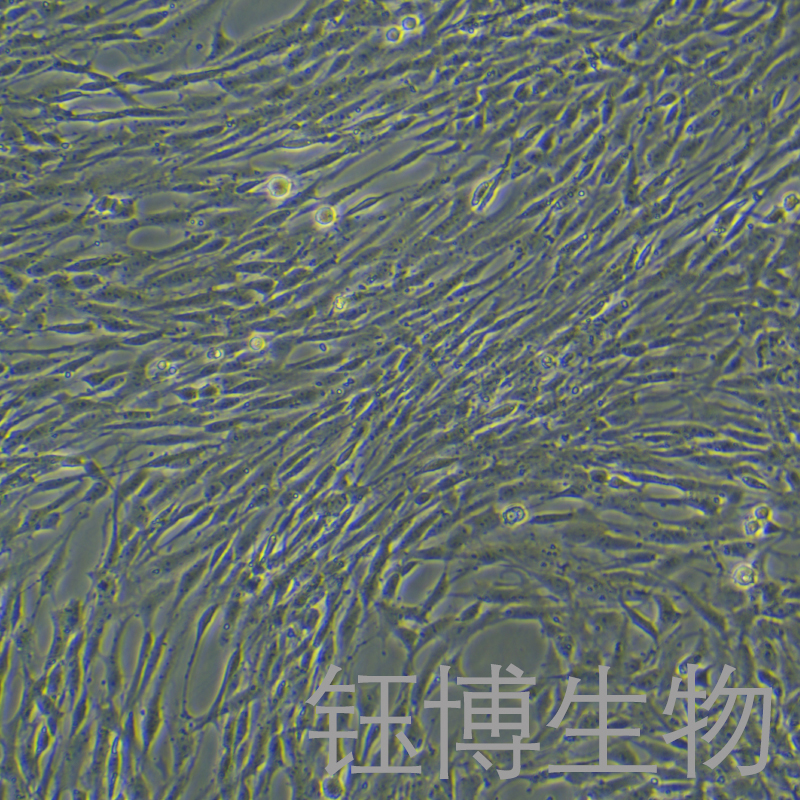 C6-LUC（萤火虫荧光素酶标记的大鼠胶质瘤细胞）YB-73047RC-L