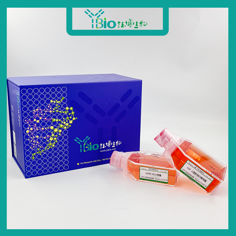 HEP3B-RFP（人肝癌细胞-荧光素酶标记）YB-71102HC-R