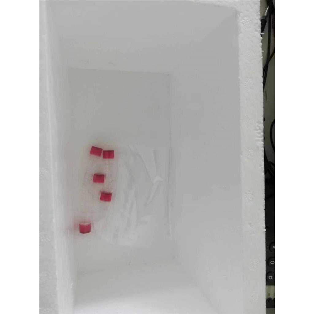 荧光素酶，61970-00-1萤火虫发光实验