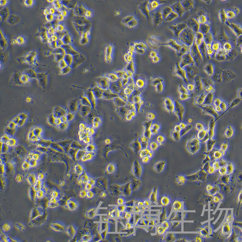 PANC-1-LUC（人胰腺癌细胞带荧光素酶）YB-71184HC-L