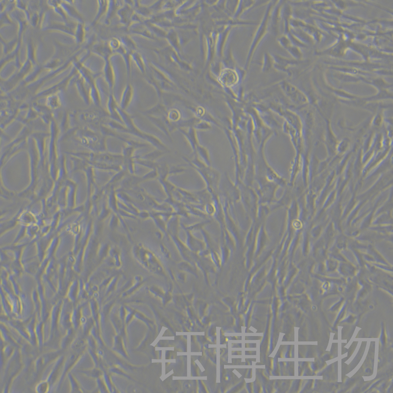 Duckembryo（鸭子胚胎成纤维细胞）YB-7001OC