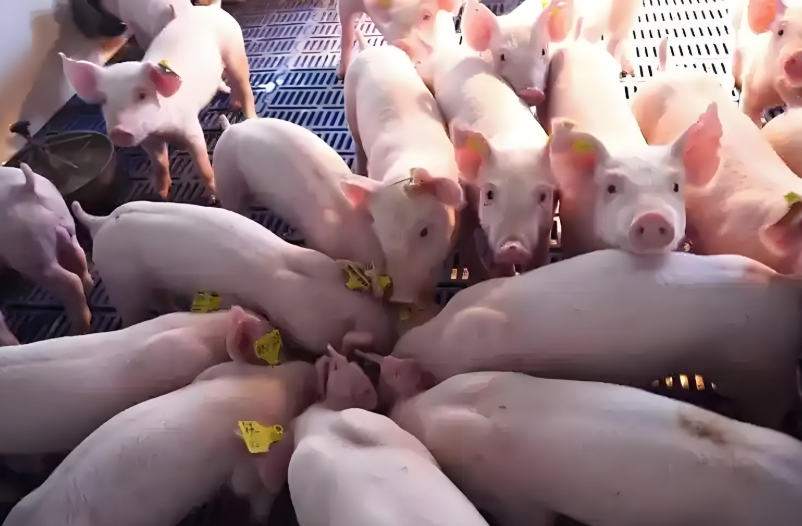 饲料添加纳米氧化锌 大比表抗菌防腹泻氧化锌 20-30nm纳米消炎纳米氧化锌ZNO