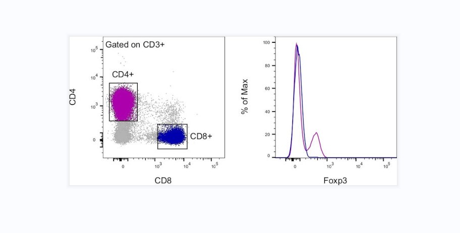 抗人叉头框蛋白 P3 (FJK-16S) APC 抗体