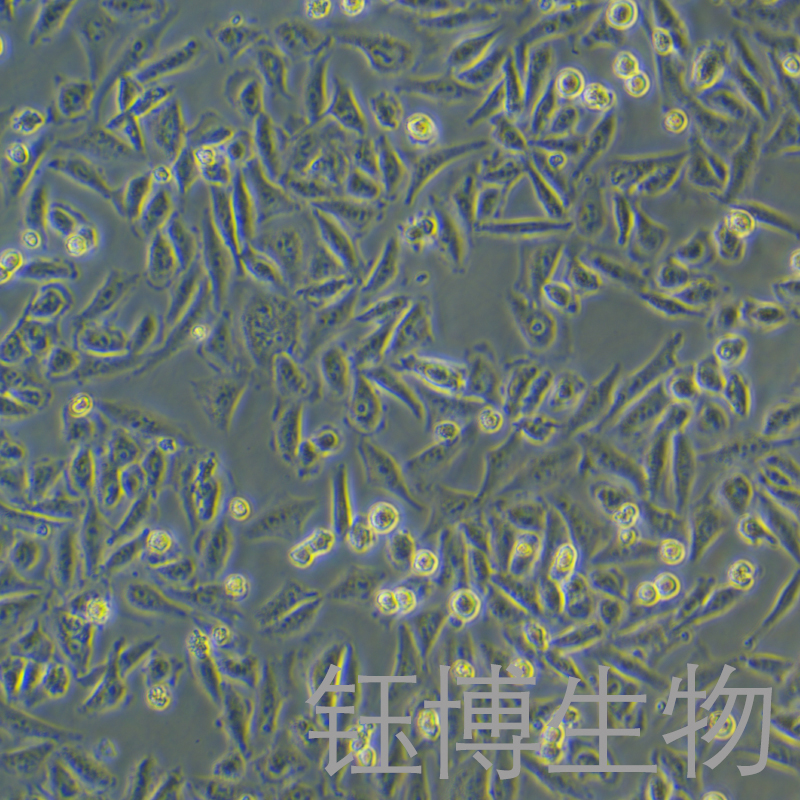 A375（人黑色素瘤细胞株）YB-71682HC