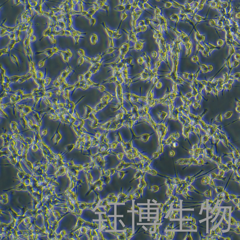 CT-26（小鼠结肠癌细胞）YB-7001MC