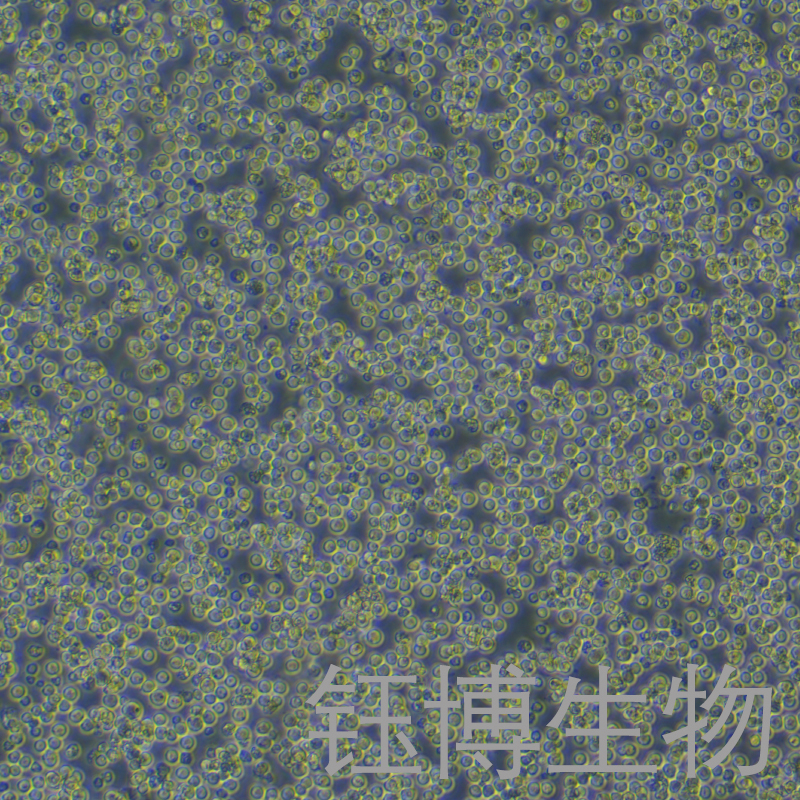 CTLL-2（小鼠T淋巴细胞）YB-7005MC