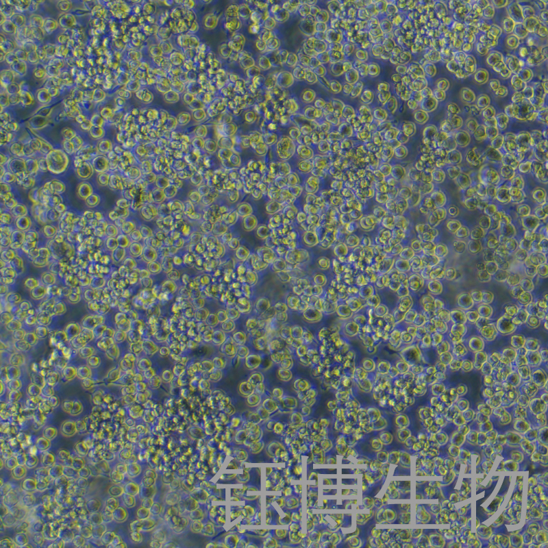 Bv-2（小鼠小胶质瘤细胞）YB-7008MC