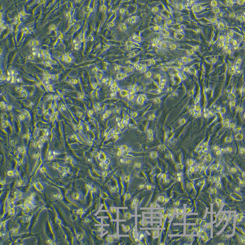 MC3T3-E1（小鼠胚胎成骨细胞前体细胞）YB-7012MC