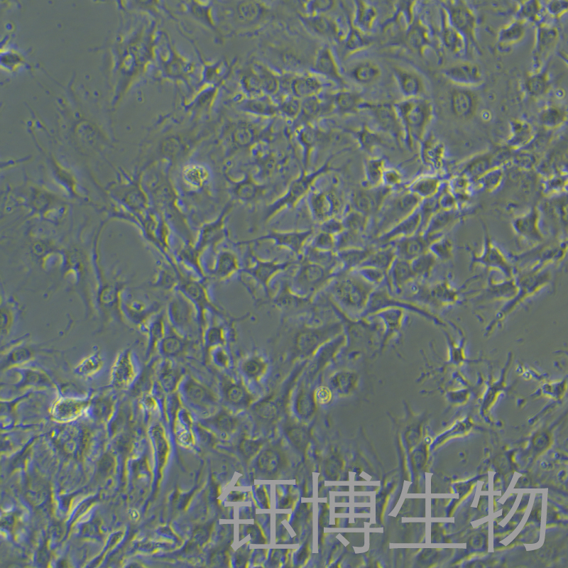 PK13（猪肾细胞系）YB-7003OC