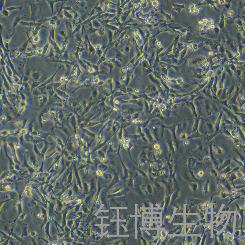 IEC-6（大鼠小肠隐窝上皮细胞）YB-7001RC