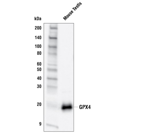 谷胱甘肽过氧化物酶 4 抗体