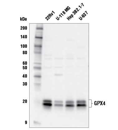 谷胱甘肽过氧化物酶 4 抗体