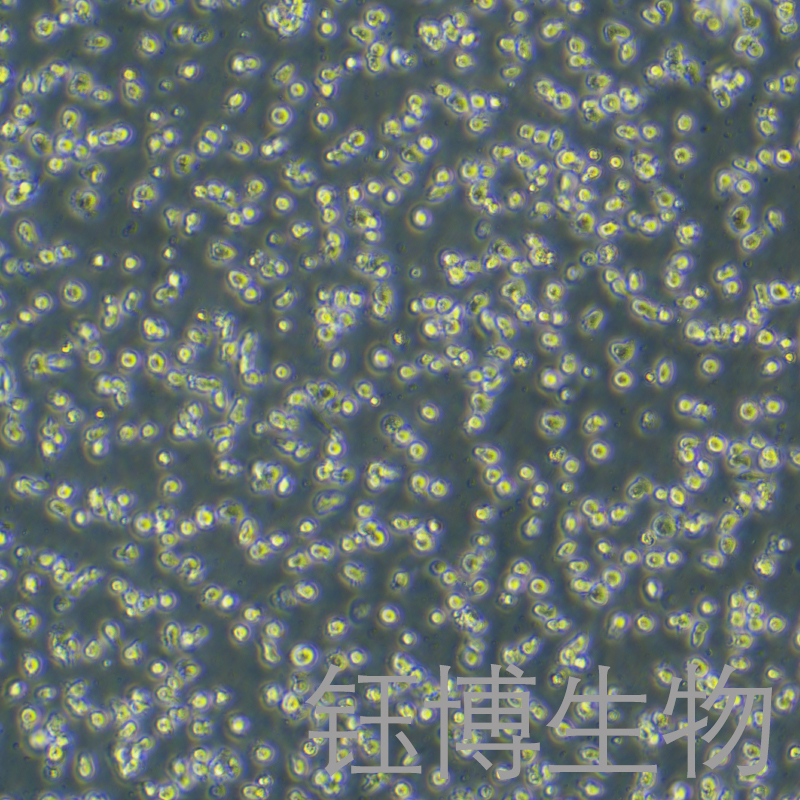 ARH-77（人浆细胞白血病）YB-71706HC