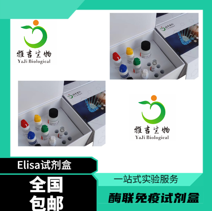 人乳头瘤病毒58 探针法荧光定量PCR试剂盒