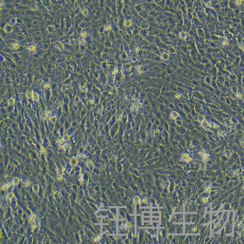 mpc-5（小鼠肾足细胞）YB-7015MC
