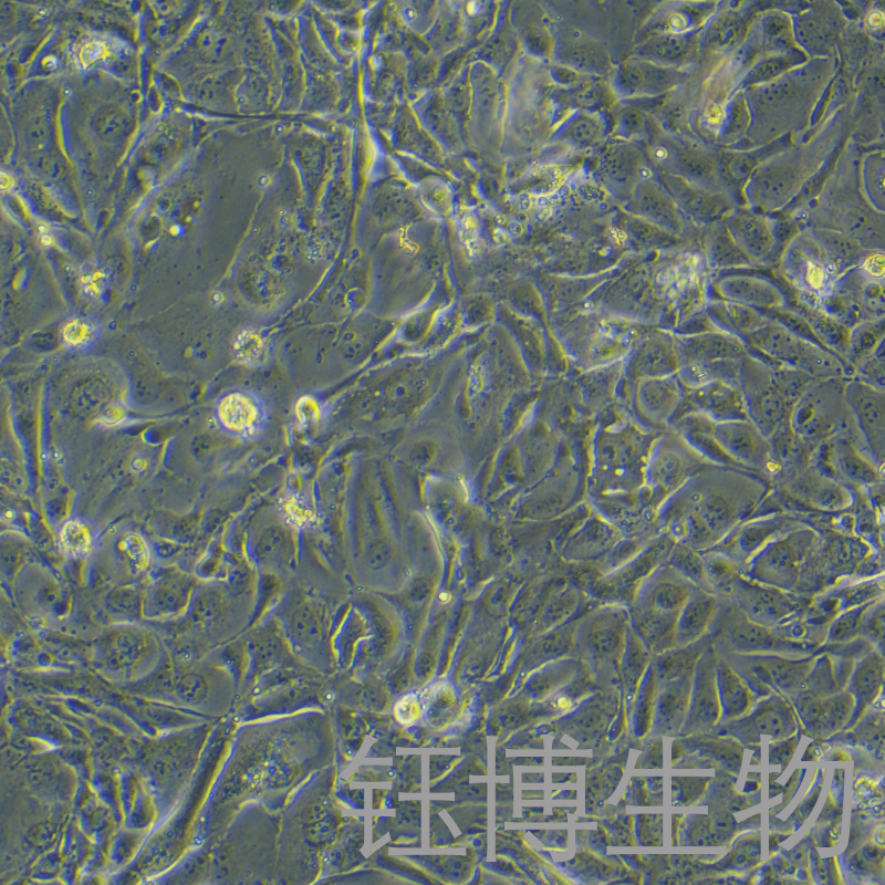 NCI-H3255（人肺癌细胞株）YB-71736HC