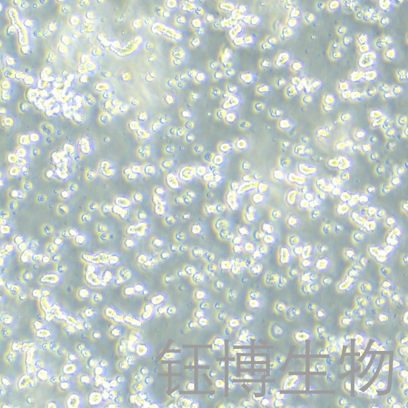 KCL-22（人慢性粒细胞白血病细胞）YB-71745HC